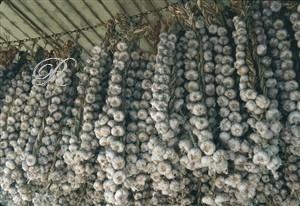 hanging garlic